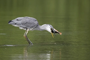 Grey Heron (Ardea cinerea) juvenile, feeding on Perch (Perca fluviatilis) prey, standing in water, Midlands, England, july