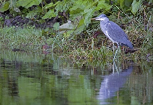 Grey Heron (Ardea cinerea) juvenile, standing at edge of river, River Whiteadder, Berwickshire, Scottish Borders, Scotland, october