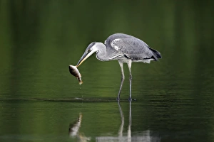 Grey Heron (Ardea cinerea) juvenile, feeding on Perch (Perca fluviatilis) prey, standing in water, Midlands, England, july