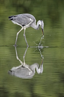 Heron Prints: Grey Heron (Ardea cinerea) juvenile