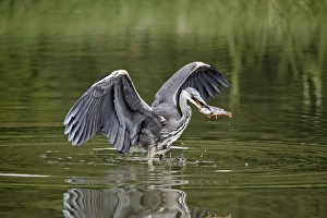 Caught Prints: Grey Heron (Ardea cinerea) juvenile