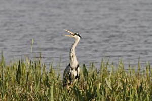 Grey Prints: Grey Heron calling