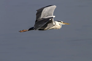 Grey Prints: Grey Heron in flight