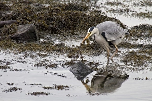 Grey Prints: Grey Heron hunting for fish at low tide in seaweed