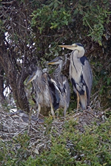 Grey Prints: Grey Heron at nest with large young