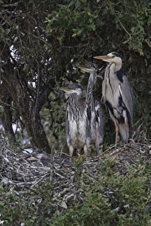 Grey Prints: Grey Heron at nest with large young - Coto Donana Spain