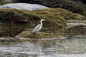 Grey Prints: Grey Heron standing on exposed sea weed at low tide in the rain