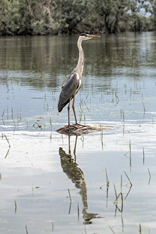 Grey Prints: Grey Heron standing on rock - Lake Kerkini, Northern Greece