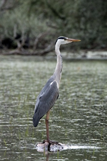 Grey Heron standing on rock - Lake Kerkini, Northern Greece