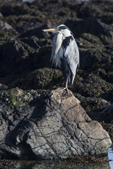 Grey Prints: Grey Heron standing on sea shore rocks