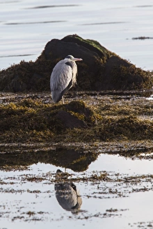 Heron Prints: Grey Heron standing on sea weed