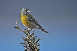 Grey-hooded Sierra-finch (Phrygilus gayi) adult male, perched on bush, Torres del Paine N. P