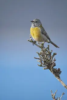 Grey-hooded Sierra-finch (Phrygilus gayi) adult male, perched on bush, Torres del Paine N. P