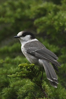 Coniferous Prints: Grey Jay (Perisoreus canadensis) adult