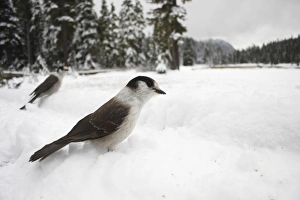 Corvids Prints: Grey Jay (Perisoreus canadensis) two adults