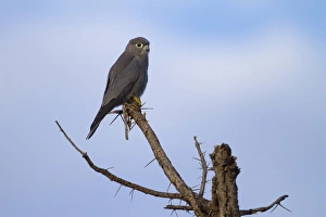 Grey Kestrel (Falco ardosiaceus) adult, perched on branch, Serengeti N. P. Tanzania, December