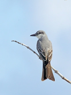 Kingbirds Prints: Grey Kingbird (Tyrannus dominicensis) adult