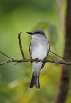 Lesser Antilles Prints: Grey Kingbird (Tyrannus dominicensis vorax) adult