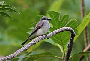 Grey Kingbird (Tyrannus dominicensis vorax) adult, perched on branch, Fond Doux Plantation, St