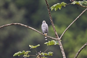 West Indian Prints: Grey-lined Hawk (Buteo nitidus) adult