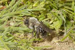 Site Prints: Grey Mining Bee (Andrena vaga) adult