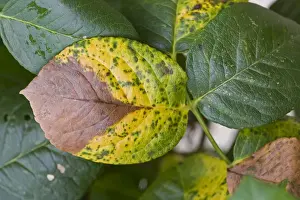 Grey Prints: Grey mould, Botrytis cinerea, causing leaf dieback on rose in autumn