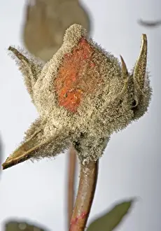Grey Prints: Grey mould, Botrytis cinerea, myclium development on glasshouse reared rose flower buds