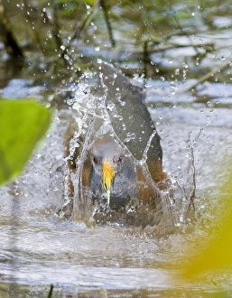 Guatemalan Prints: Grey-necked Wood-rail (Aramides cajanea) adult
