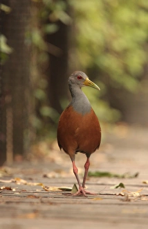 Grey-necked Wood-rail (Aramides cajanea) adult, walking on boardwalk, Vicente Lopez, Buenos Aires Province, Argentina, april