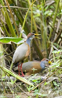 Guatemalan Prints: Grey-necked Wood-rail (Aramides cajanea) two adults