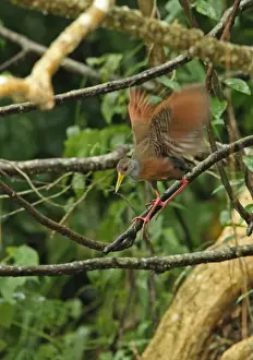 Rains Prints: Grey-necked Wood-rail (Aramides cajaneus cajaneus) adult
