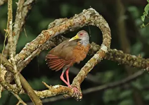 Grey-necked Wood-rail (Aramides cajaneus cajaneus) adult, standing on branch, Chagres River, Panama, November