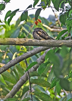 Thailand Prints: Grey Nightjar (Caprimulgus indicus) adult