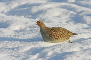 Gamebird Prints: Grey Partridge (Perdix perdix) adult