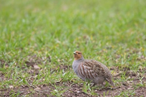 Grey Partridge (Perdix perdix) adult, standing in arable field with crop, Berwickshire, Scottish Borders, Scotland