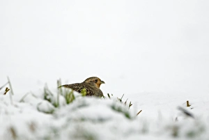 Gamebird Prints: Grey Partridge (Perdix perdix) adult female, crouching in snow, Norfolk, England, february