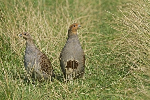 Gamebird Prints: Grey Partridge (Perdix perdix) adult and immature