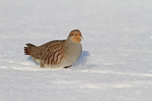 Grey Partridge (Perdix perdix) adult male, walking in snow, Leicestershire, England, january