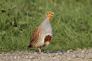 Grey Partridge (Perdix perdix) adult male, calling, standing on farm track, Leicestershire, England, april