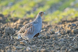 Grey Partridge (Perdix perdix) adult male, gleaning for seeds, standing on arable field margin, Norfolk, England, April