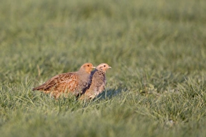 Partridges Prints: Grey Partridge (Perdix perdix) adult pair, standing in meadow, Suffolk, England, april