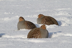 Gamebird Prints: Grey Partridge (Perdix perdix) three adults