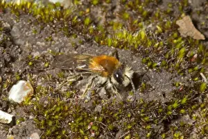 Andrenidae Prints: Grey-patched Mining Bee (Andrena nitida) adult male, Norfolk, England, April
