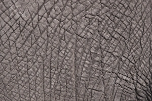 Botswana Prints: The grey patterned skin of an African Elephant