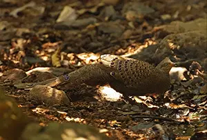 Gamebird Prints: Grey Peacock-pheasant (Polyplectron bicalcaratum) adult male