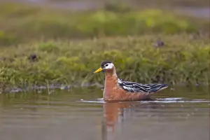 Grey Phalarope (Phalaropus fulicarius) adult female, summer plumage, swimming, Spitzbergen, Svalbard, july