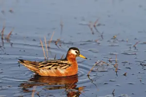 Grey Phalarope (Phalaropus fulicarius) adult female, swimming, Barrow, Alaska, U. S. A. june