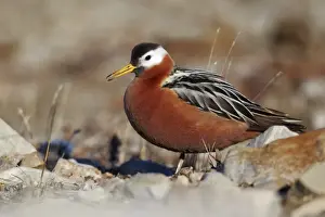 Grey Phalarope (Phalaropus fulicarius) adult female, breeding plumage, standing on stones, Nunavut, Canada, July