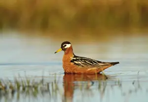 Grey Phalarope (Phalaropus fulicarius) adult female, breeding plumage, swimming on tundra pool, near Barrow, Alaska