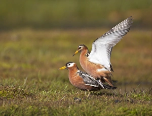 Grey Phalarope (Phalaropus fulicarius) adult pair, summer plumage, mating, Spitzbergen, Svalbard, july